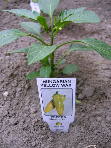 Hungarian Yellow Pepper Plant