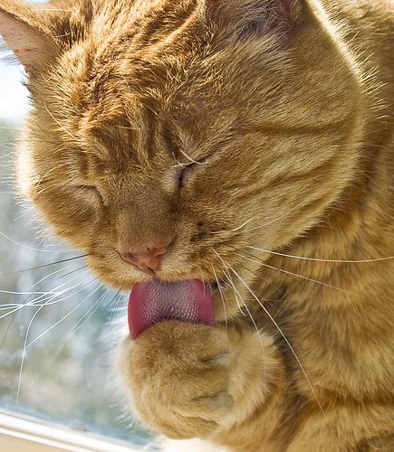 My cat by Anguskirk, on Flickr