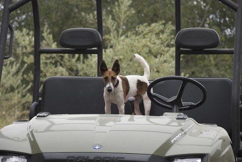 The terriers arent too impressed with my inability to drive the ATV without lurching and jolting. Here Oscar contemplates taking the wheel.