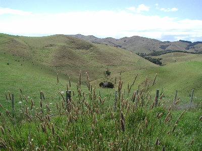 View Grass
