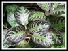 Episcia cupreata 'Acajou' (Flame Violet, Carpet Plant)