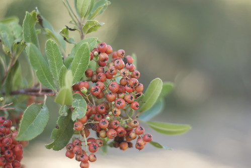 We notice that the Toyon and Madrone trees are putting out berries.