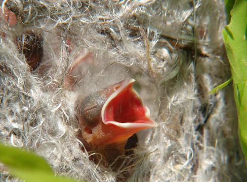 Oriole Chick: FEED ME!!!