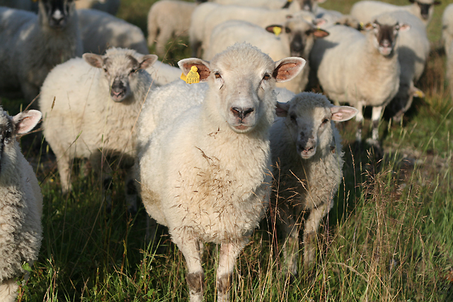 Riine pildistatud lambad