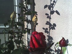 November roses