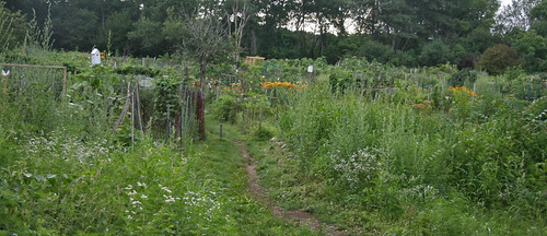 community garden