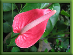 Our rosy-pink Anthurium andraeanum, September 2008