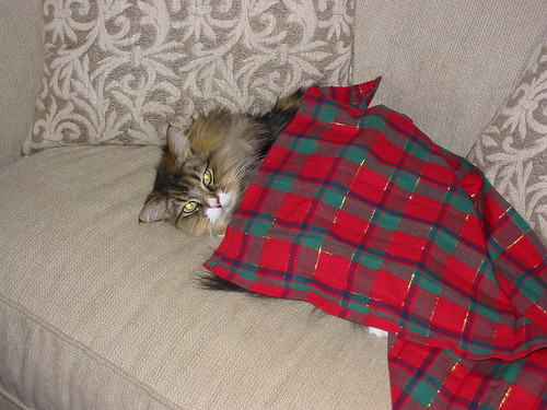 Kitty with blanket