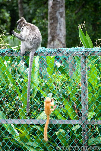 Silverred or Langur/Lutung Leaf Monkey