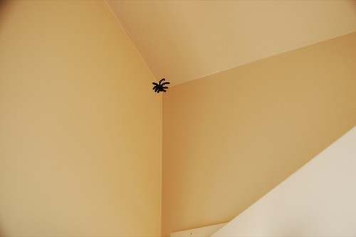 spider2.jpg