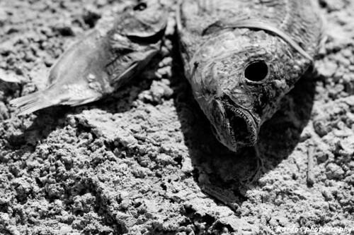 Dead Fish at Bombay Beach