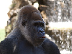 Fasano zoo: gorilla • <a style="font-size:0.8em;" href="https://www.flickr.com/photos/21727040@N00/2779002703/" target="_blank">View on Flickr</a>