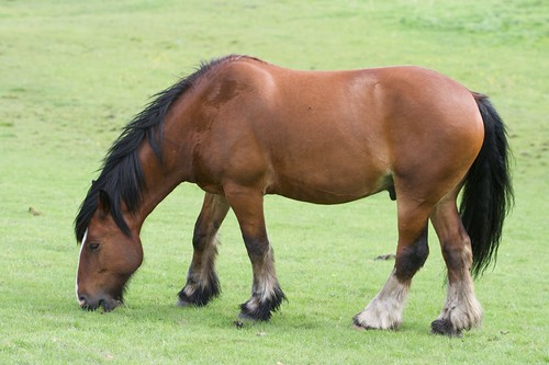 Sturdy Horse by BinaryApe, on Flickr