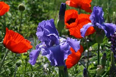 poppies and iris