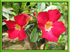 Adenium obesum 'Arrogant' (Desert Rose, Mock Azalea, Impala Lily, Sabi Star, Kudu)