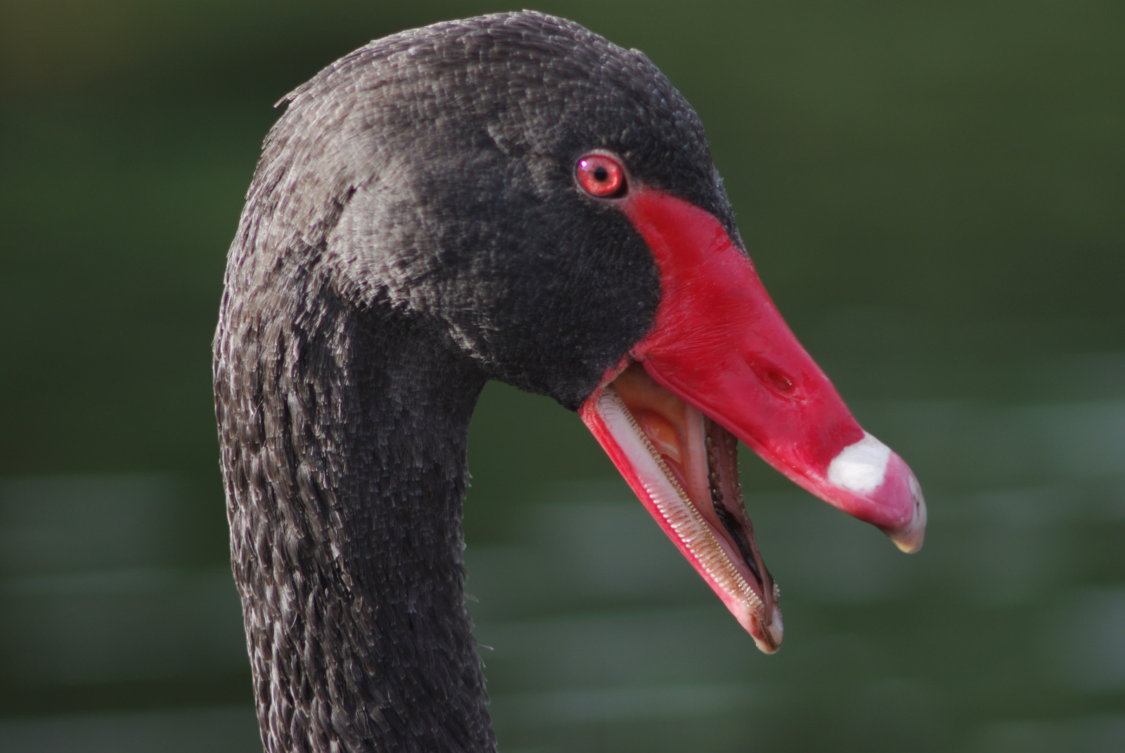 Cygne Noir Black swan