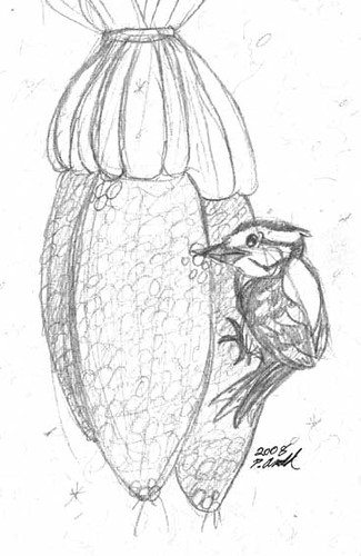 Woodpecker sketch