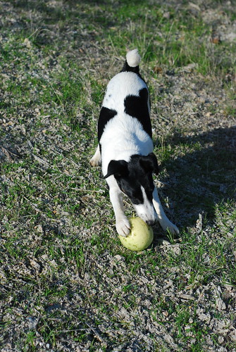 If Id known an old overripe melon was such a fun dog toy, I could have saved hundreds of dollars at the pet store.