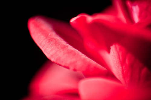 side shot of miniature rose