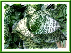 Sansevieria trifasciata 'Silver Hahnii' (Silver Birdnest Sansevieria, Silver Bird's Nest Snake Plant)