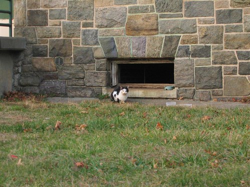 Kitten near a busted basement window