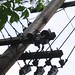 Insulators and wires