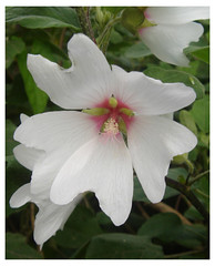 Anglų lietuvių žodynas. Žodis lily-white reiškia a  baltas kaip lelija 2 šnek. skaistus (kaip lelija) 3 amer. skirtas tik baltiesiems lietuviškai.