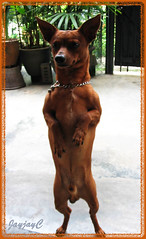 Happy Birthday! Our dearest Maxi, a miniature pinscher is 4 today