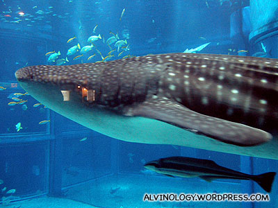 Behold the whale shark!