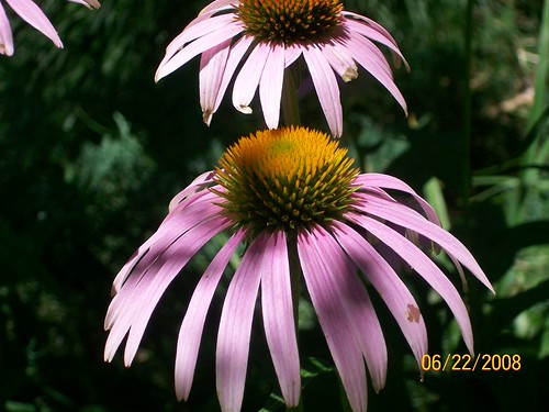Cone flowers (by growthumb2)