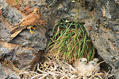 Mamá Cernícalo (Falco Tinnunculus) y sus polluelos