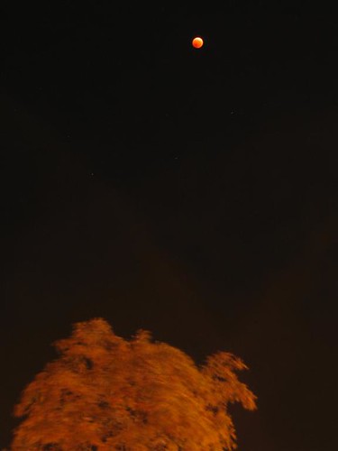 Blurred tree top, still red moon