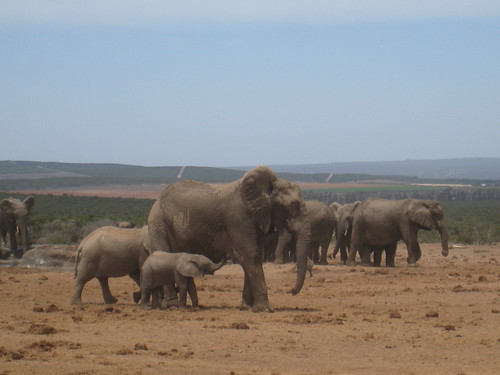 Nursing baby elephant