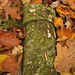 Moss covered concrete pipe