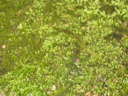 Carpet of moss