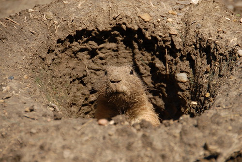 Black Tailed Prairie Dog (Cynomys ludovicianus)