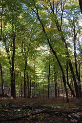 Nerstrand woods