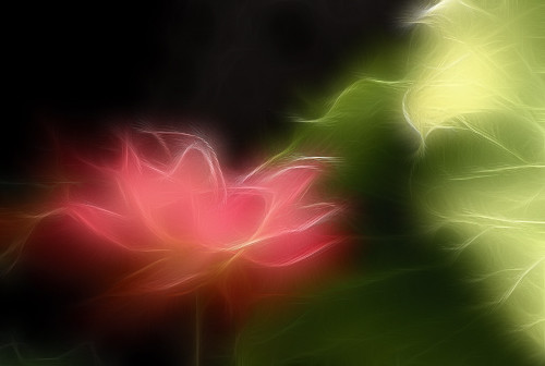 Lotus Flower by Bahman Farzad.