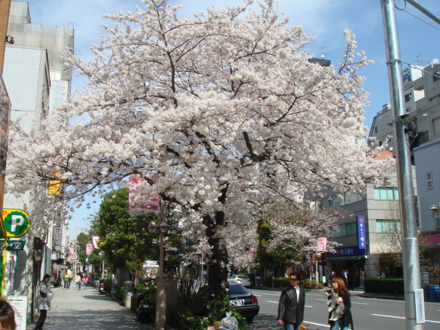 人形町通りの桜も満開でした。
