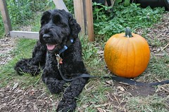 skippy and the great pumpkin by the garden 2