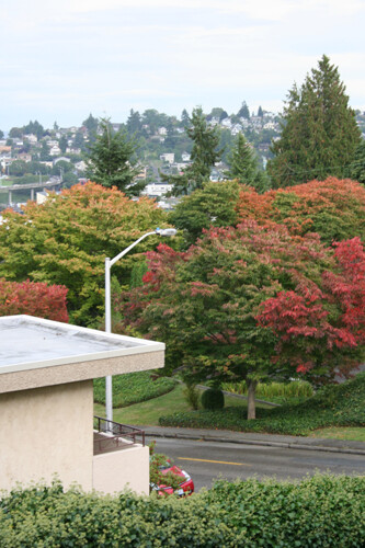 Seattle fall leaves