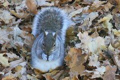 squirrel in the leaves