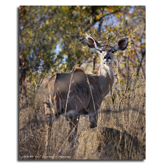 Kudu