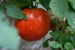 oxheart red tomato