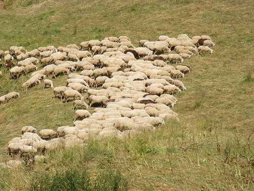 Piani d'Erna pecore