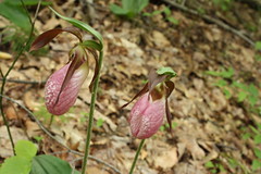 Wild Pink Lady Slippers