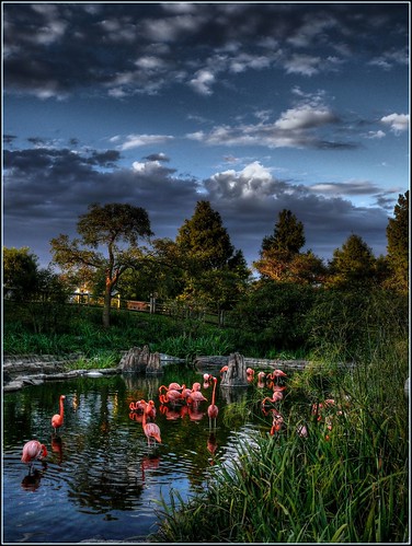Surrealistic garden