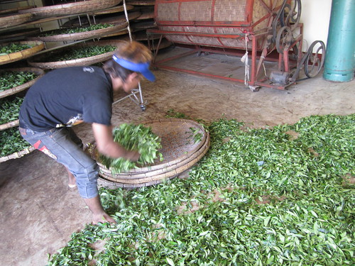 Tea in Mae Salong