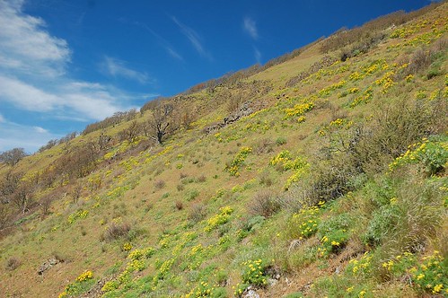 Slope of flowers