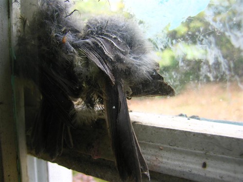 Bird stuck in the window